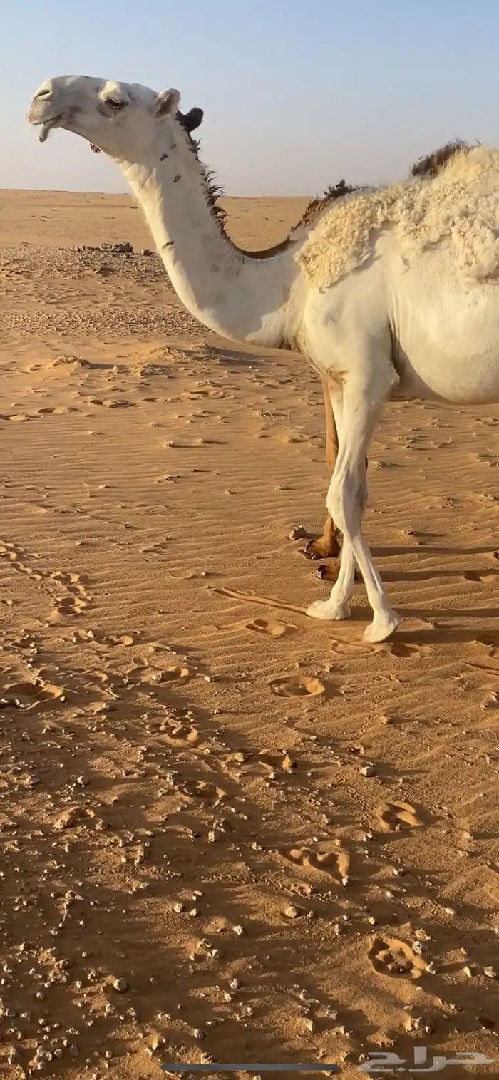 بعير للبيع طيب 1