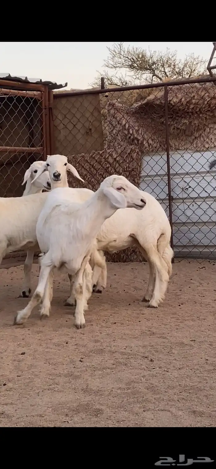 4 رخال كفو كفو 4