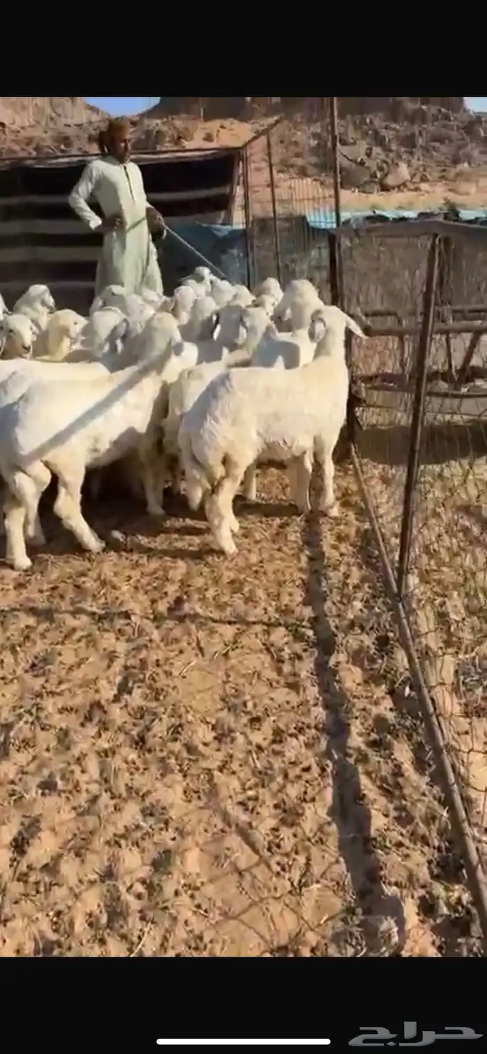 للبيع رخال حريات 3