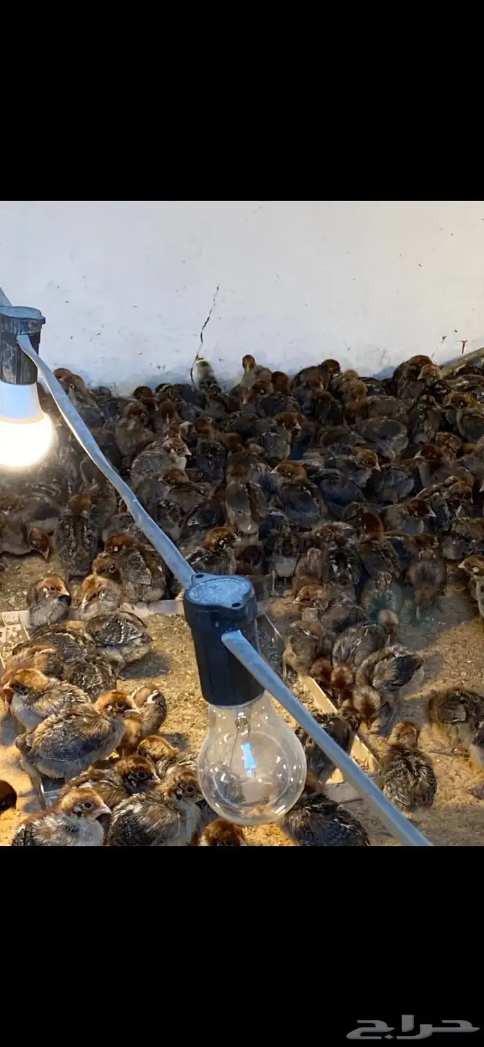 صوص دجاج فيومي 10