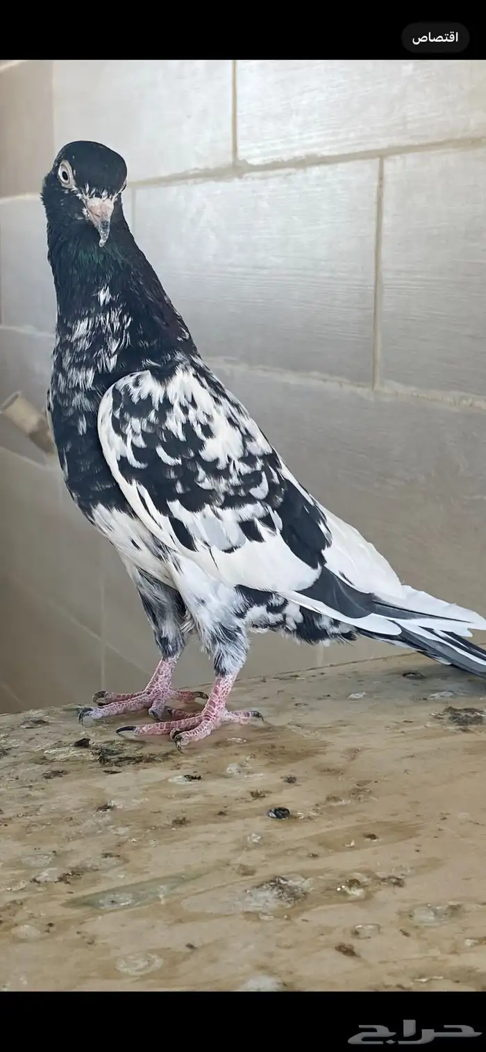 زوج رام بوري آخر ريشه 3