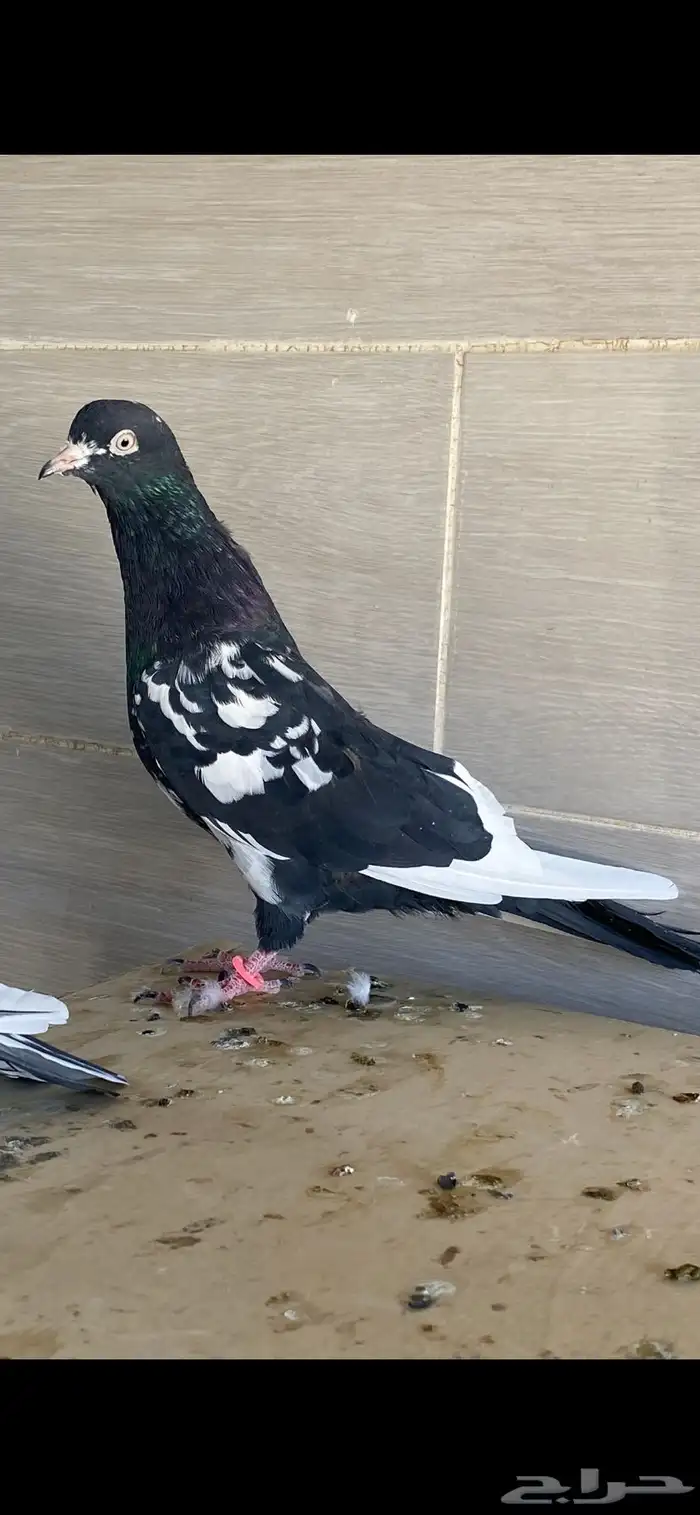 زوج رام بوري آخر ريشه 1