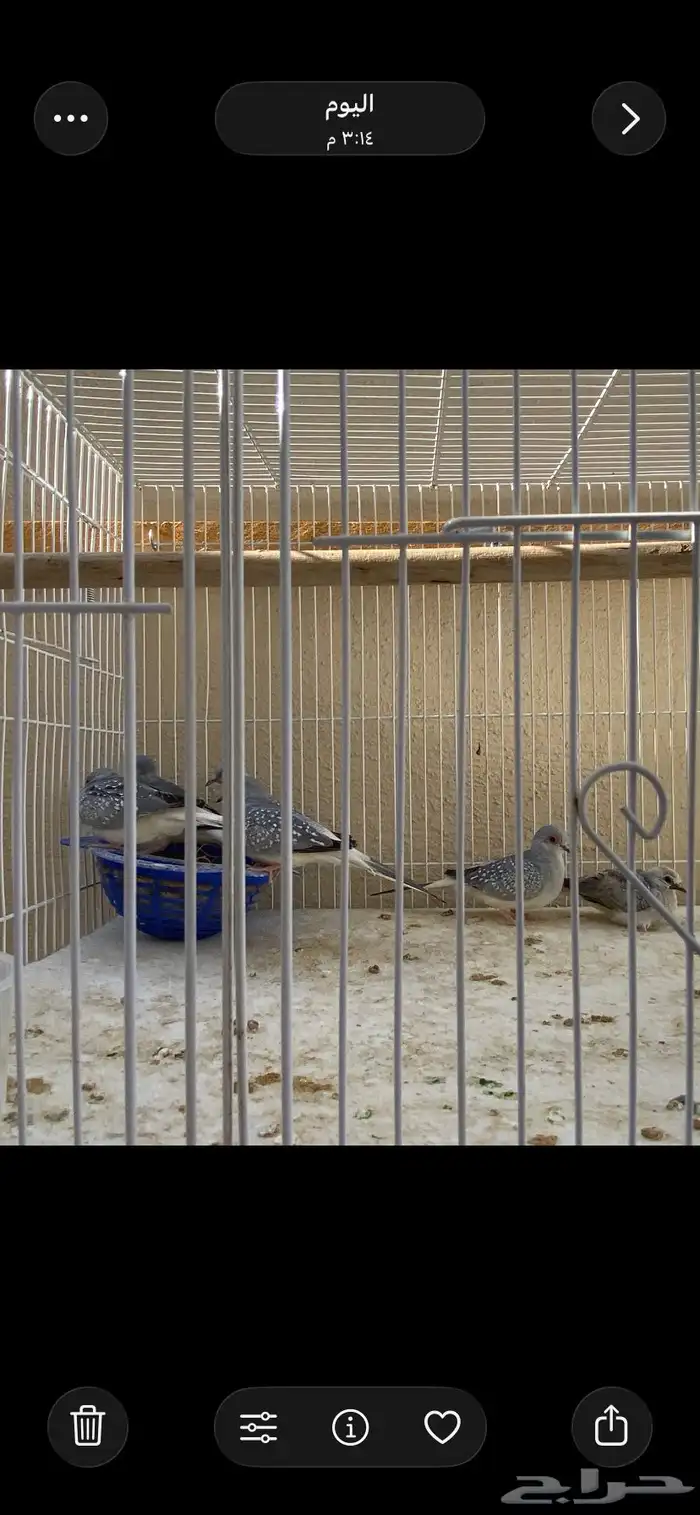 يمام ماسي منتج 0