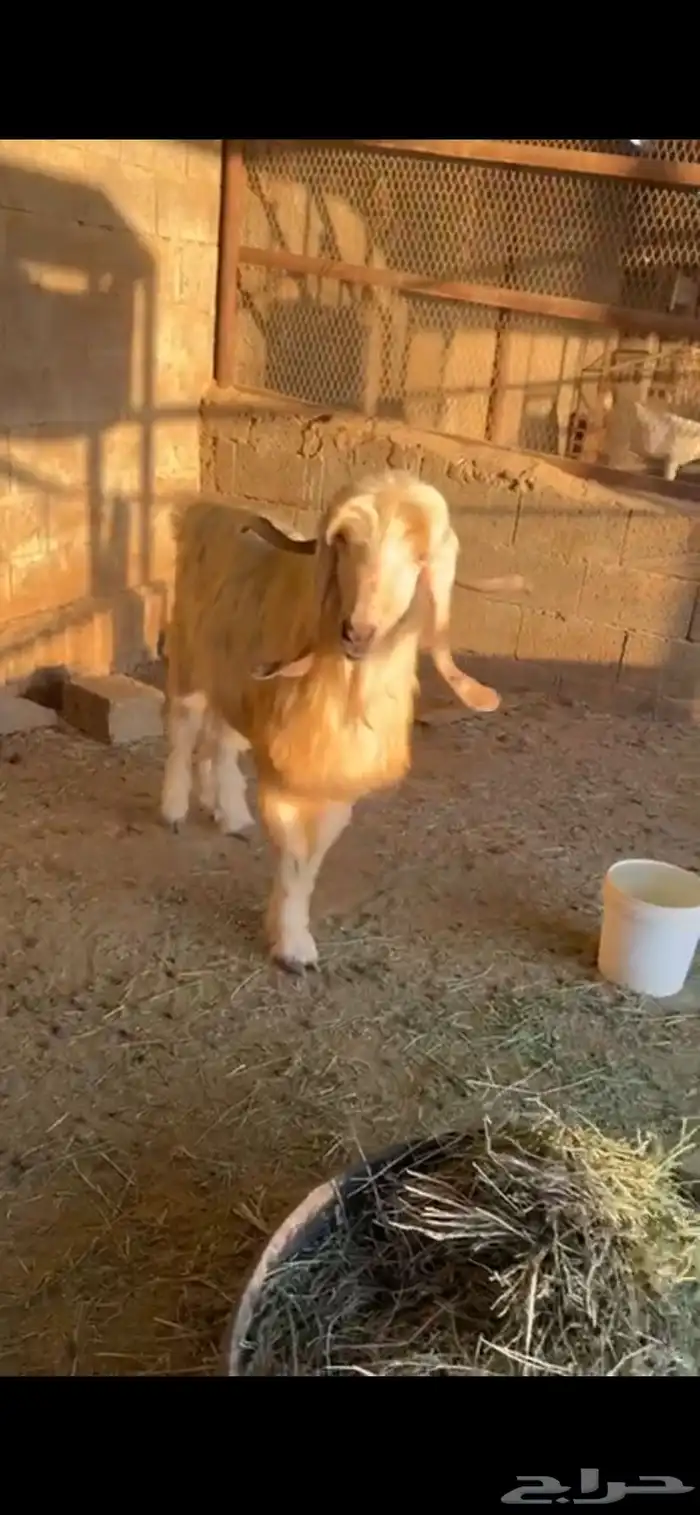 فحول معزاء واحد رباع واحد تام 0