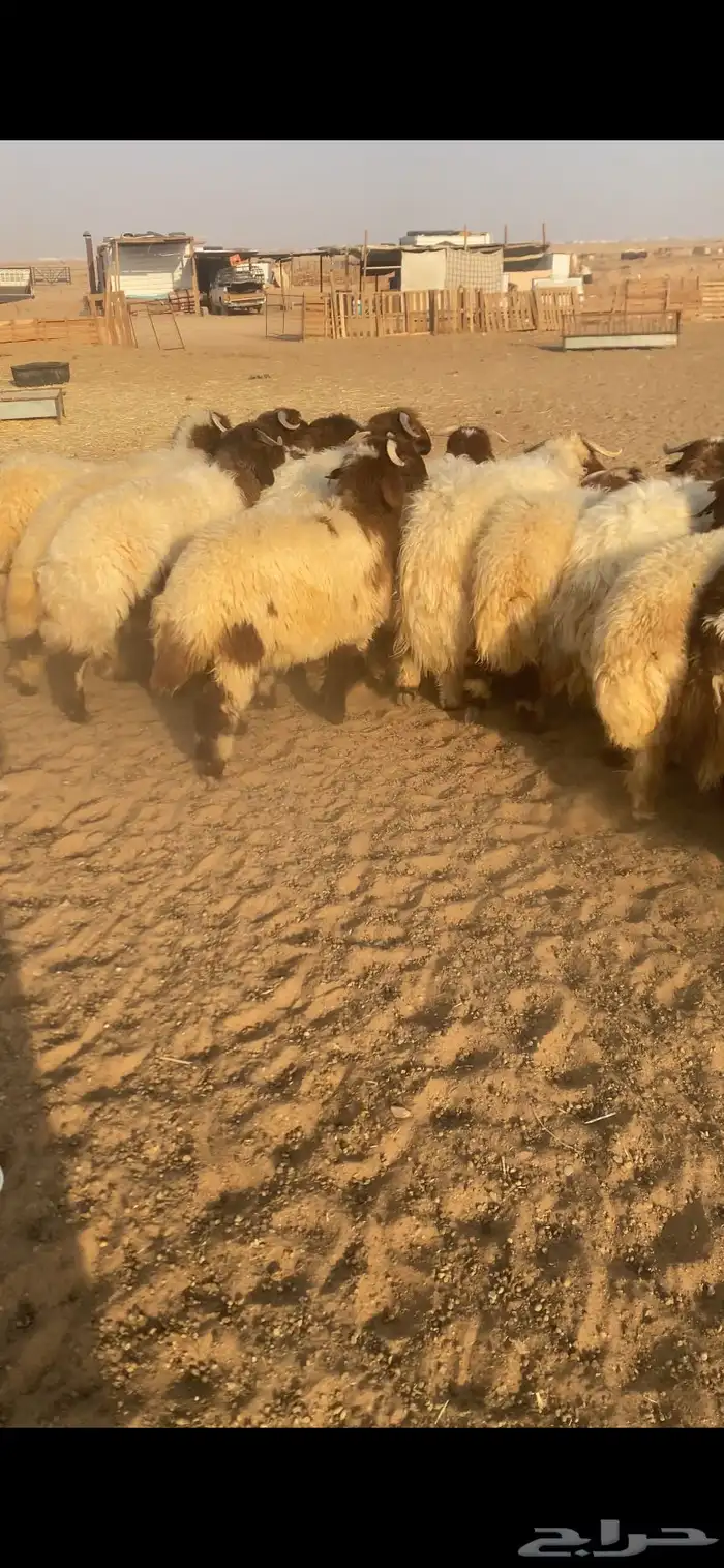 خرفان ورخال 10