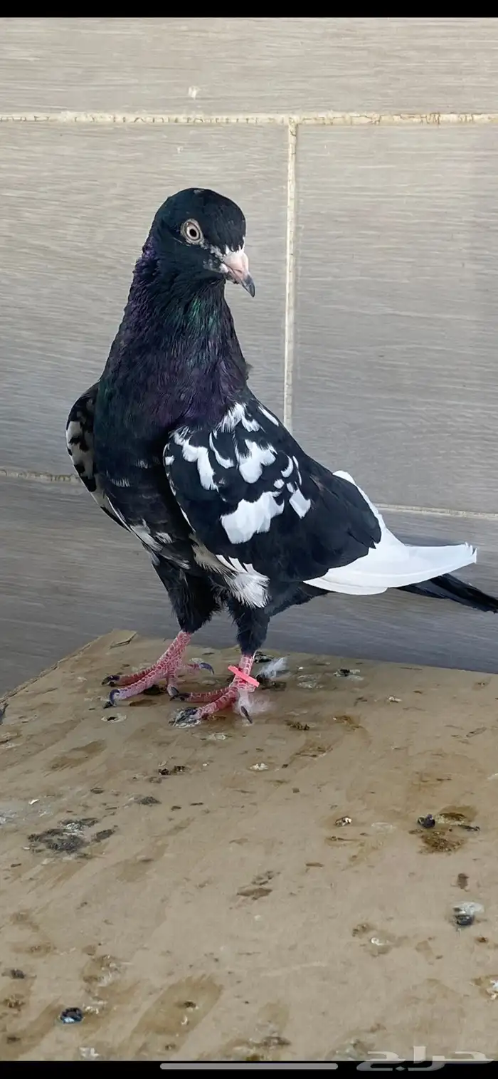 زوج رام بوري آخر ريشه 2