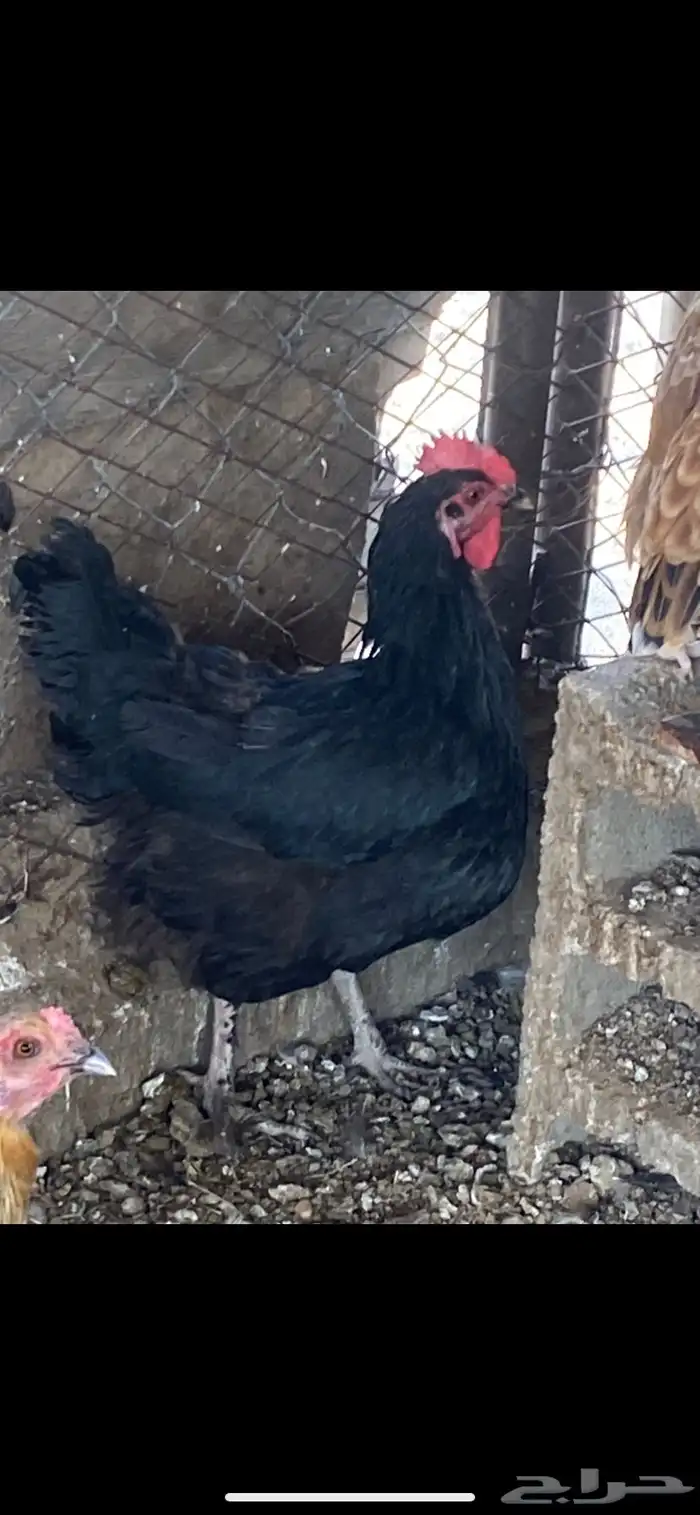 دجاج مهجن بلدي على برهما 2