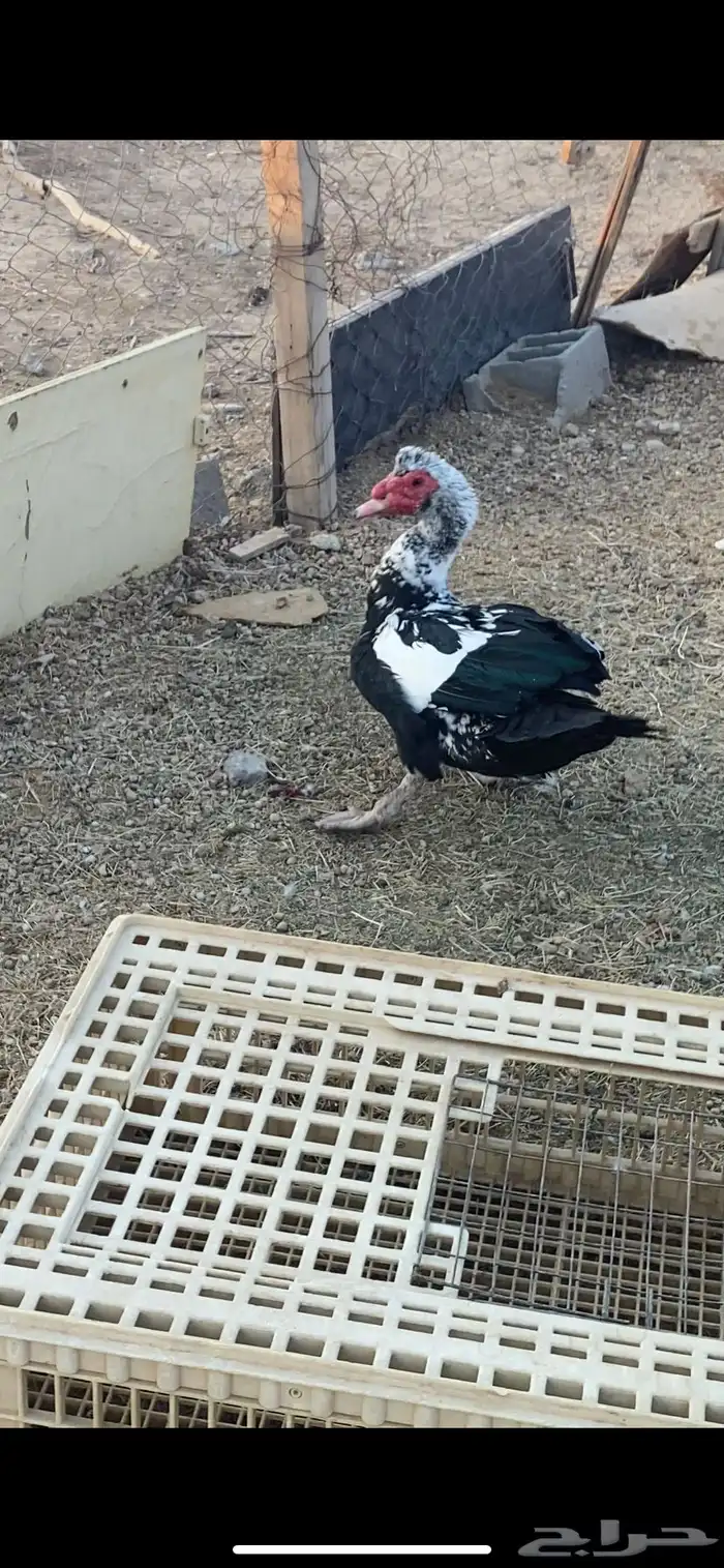 ذكر بط مصري 0