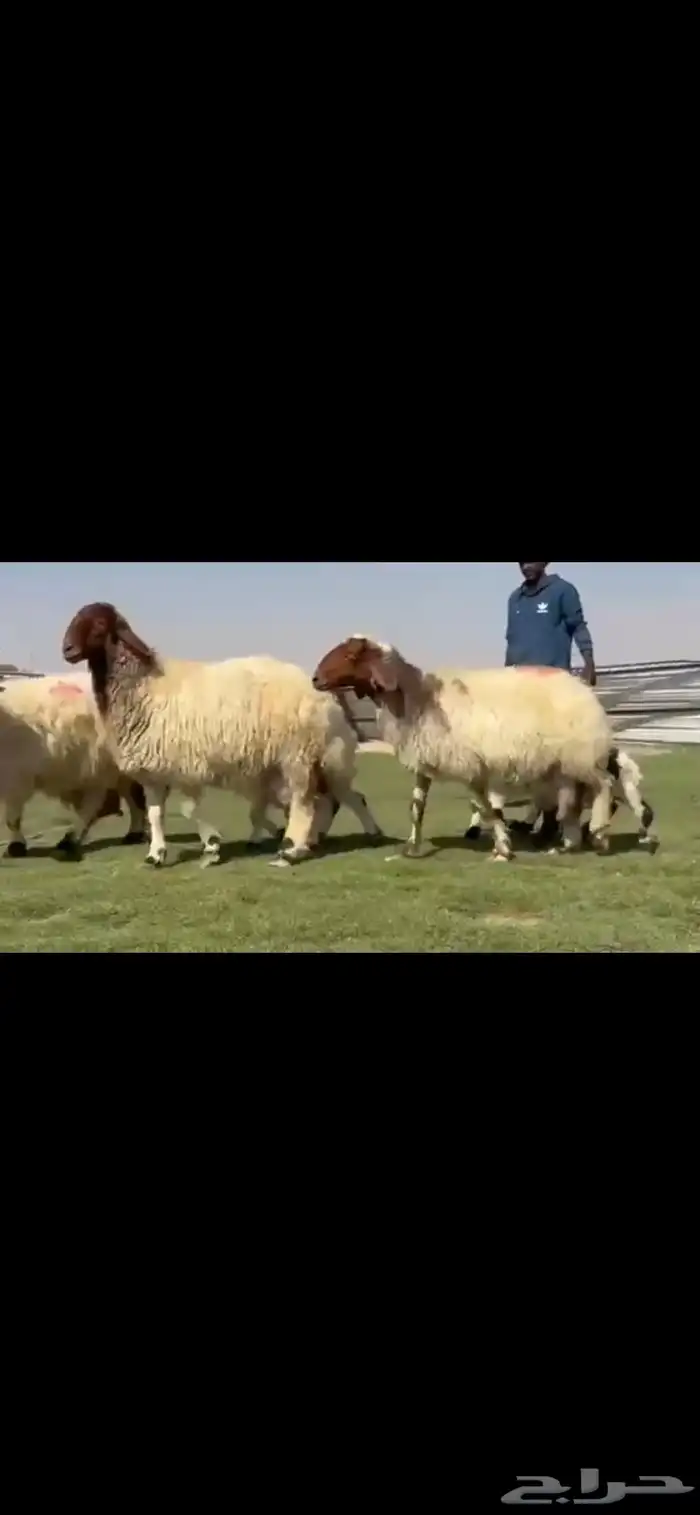 للبيع شياه نعيم متابيع طيبه 0