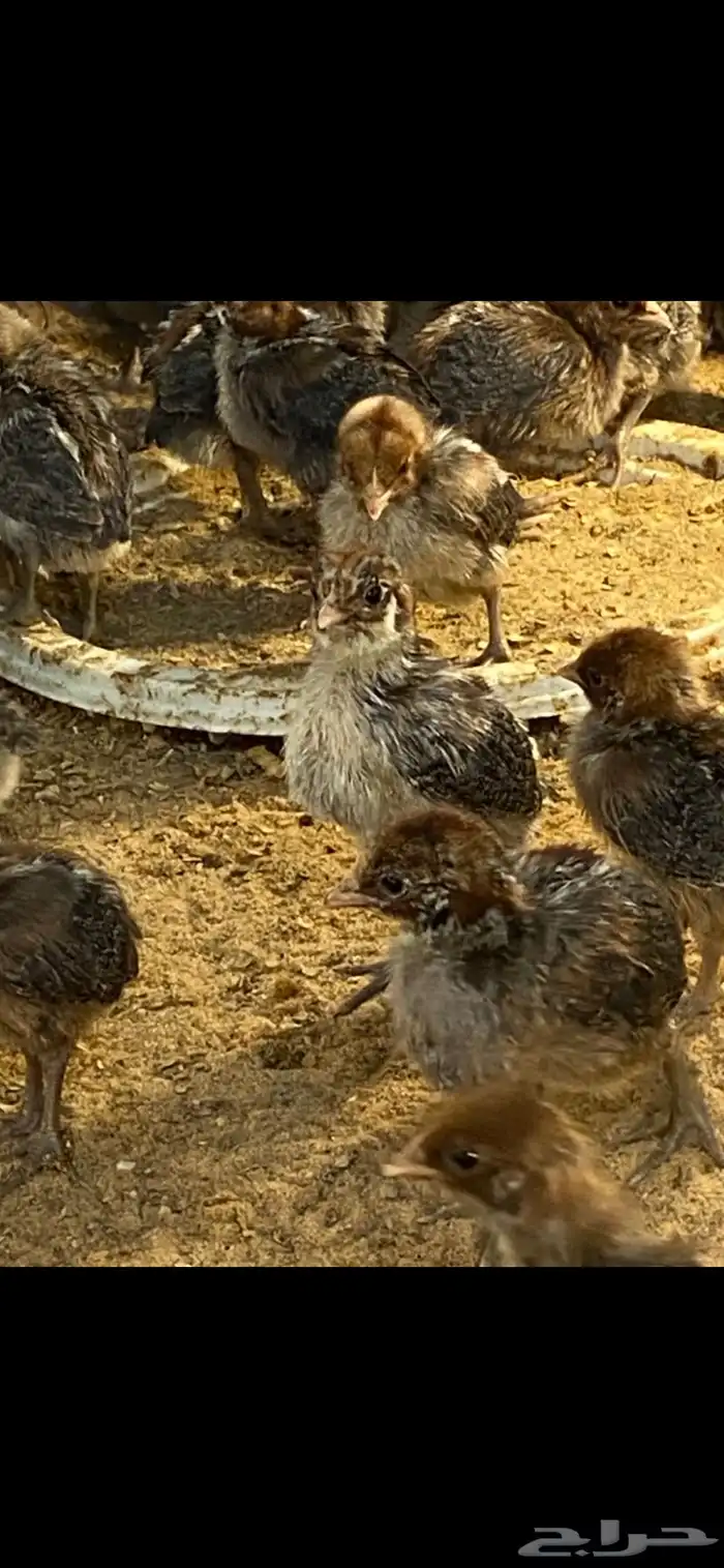 صوص دجاج فيومي 6