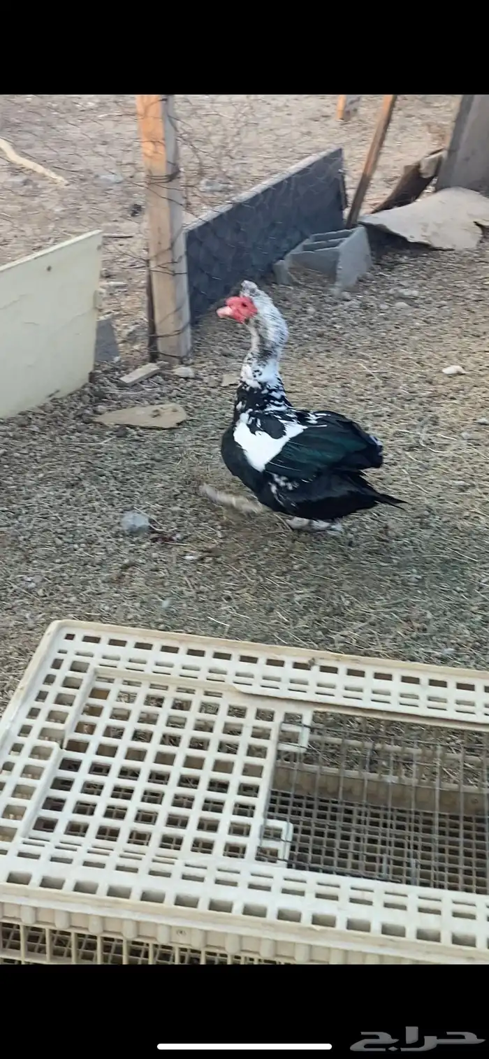 ذكر بط مصري 1