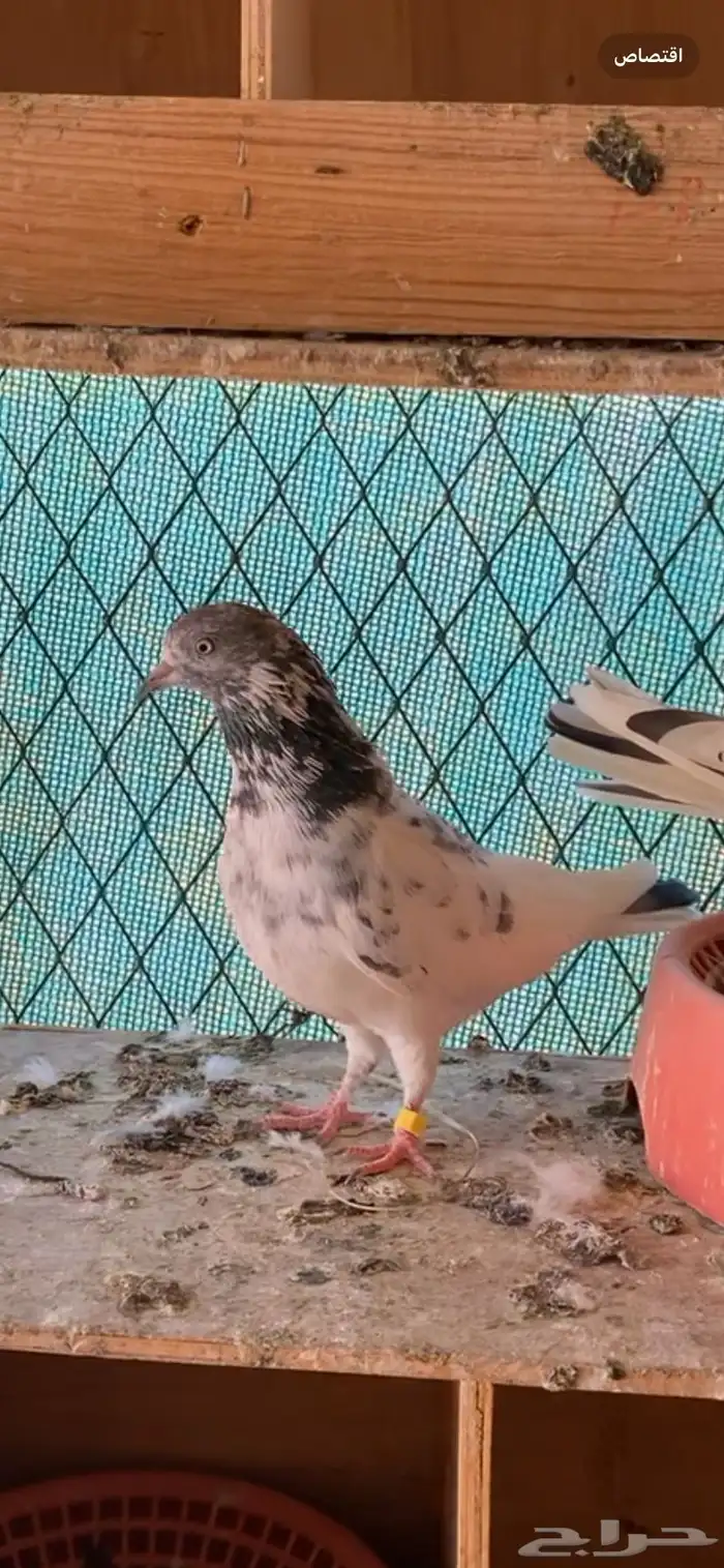 جوز حمام باكستاني 3