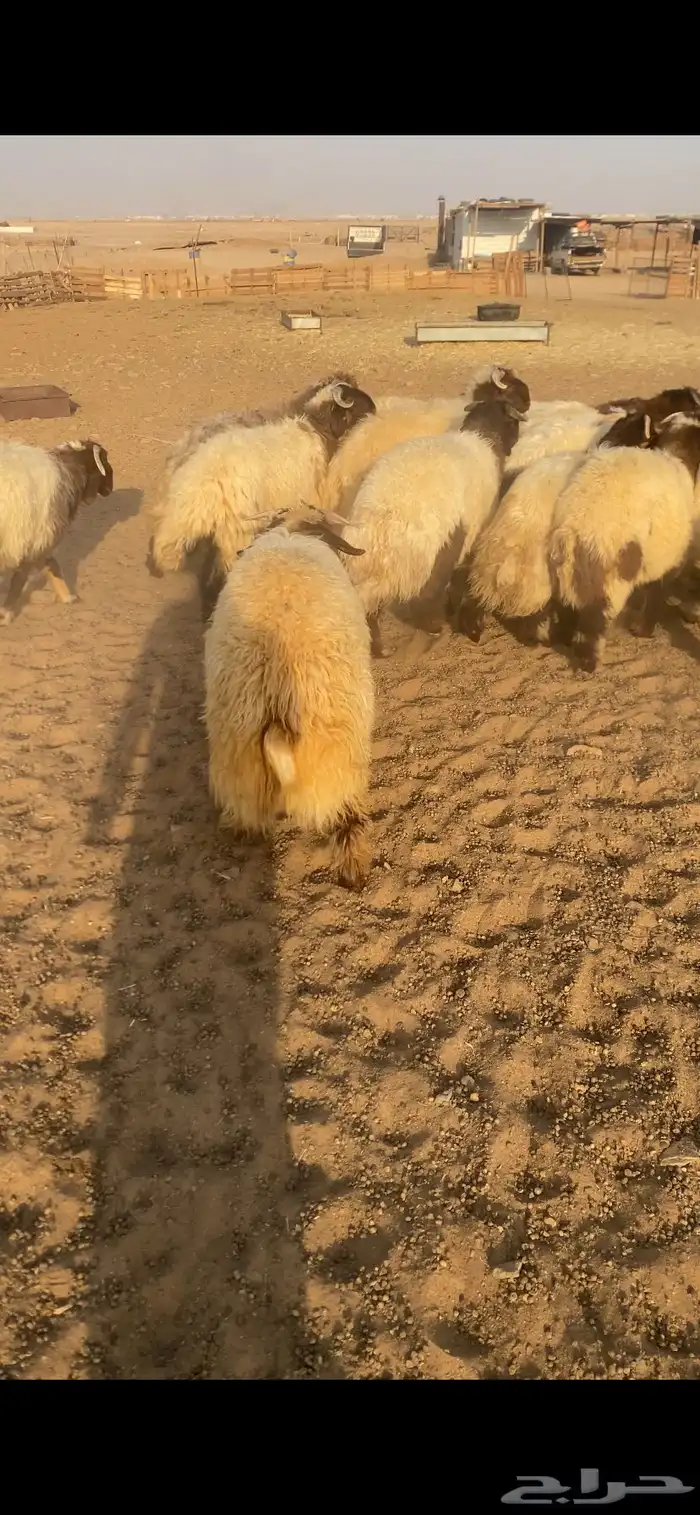 خرفان ورخال 9