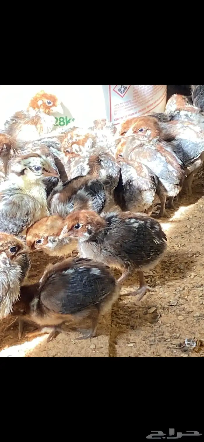 صوص دجاج فيومي 8