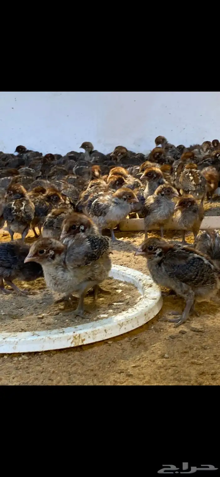 صوص دجاج فيومي 0