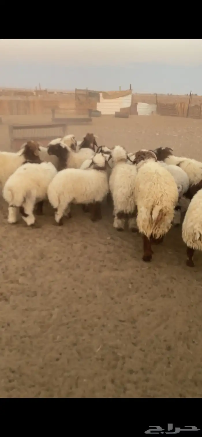 خرفان ورخال 11
