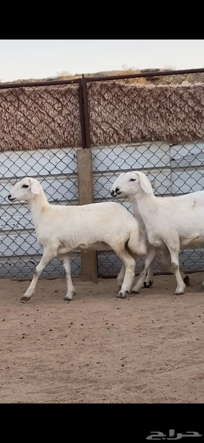 4 رخال كفو كفو 2