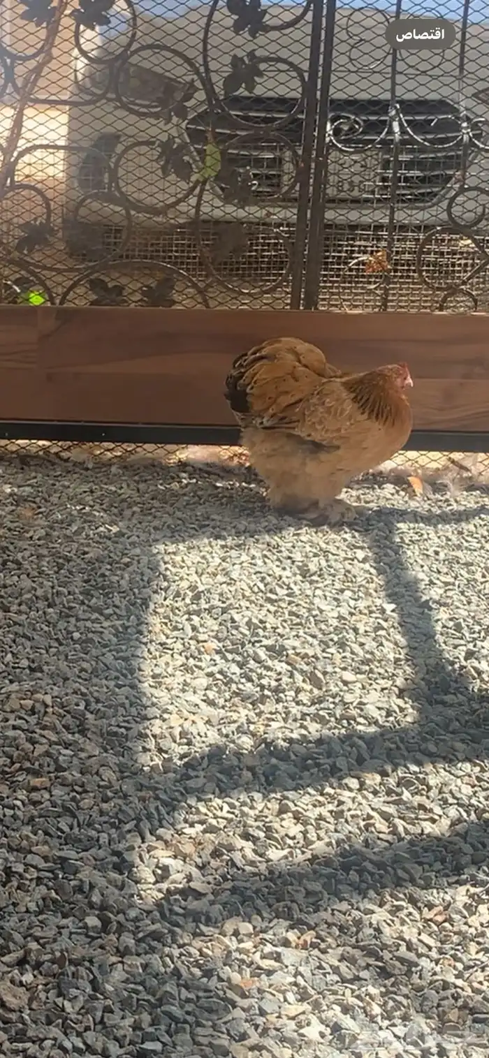 دجاج كوشن 3