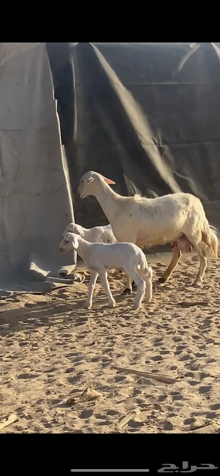 متبع صفرا حلسا 0