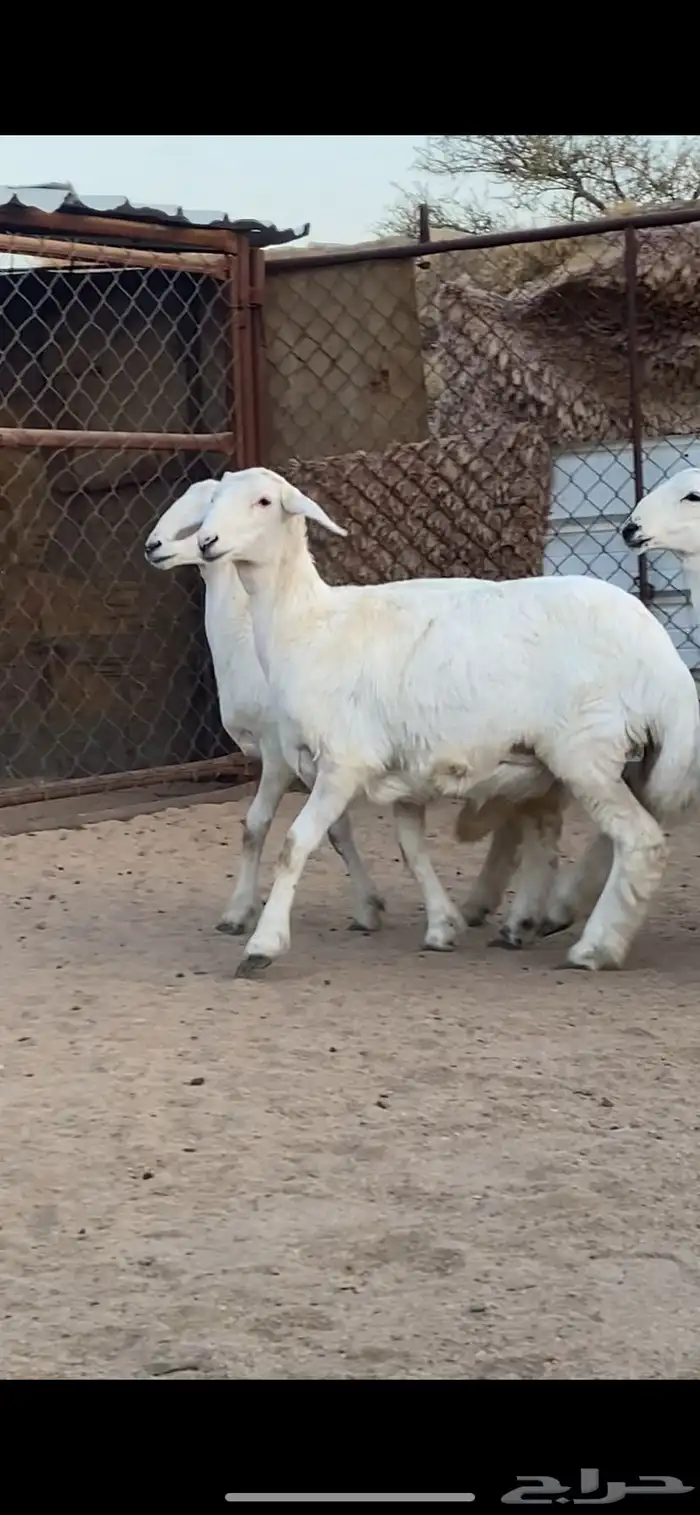 4 رخال كفو كفو 0