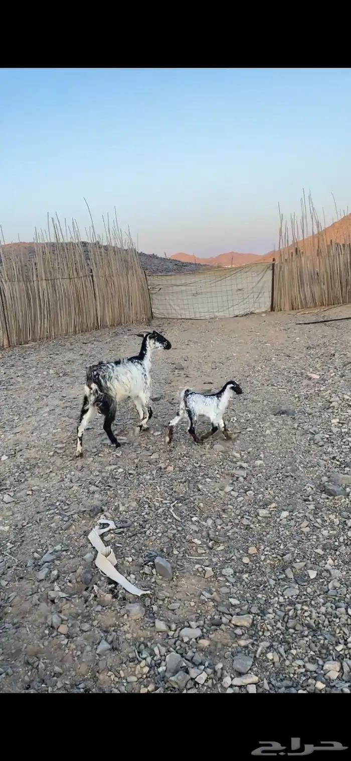 عنز تحتها تيس 1