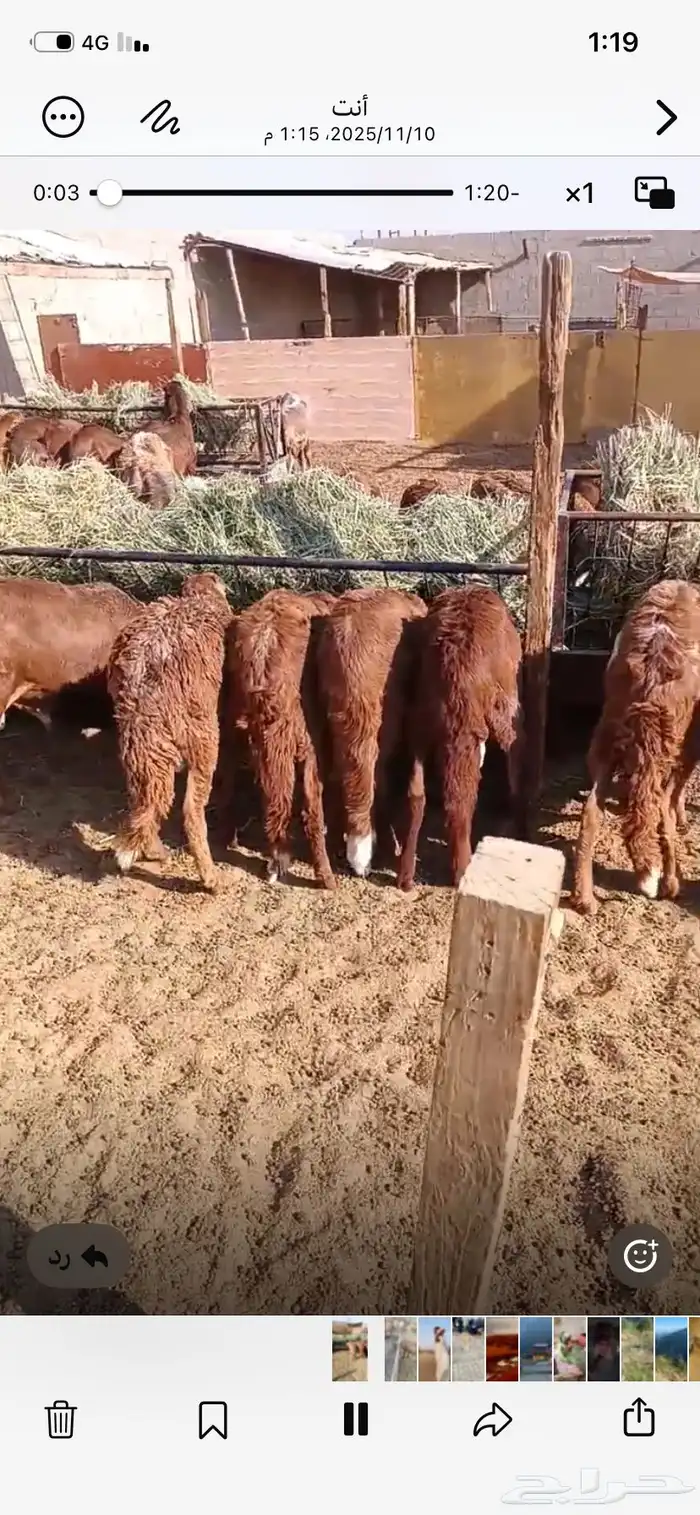 الرياض ضرماء العارضية 0