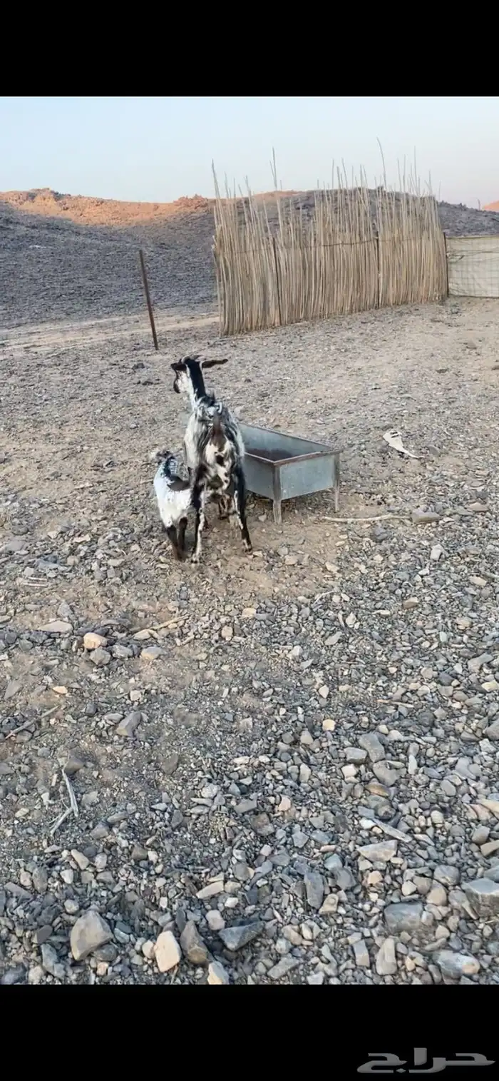 عنز تحتها تيس 0