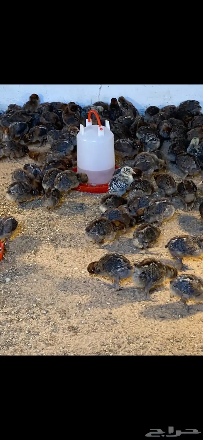 صوص دجاج فيومي 2