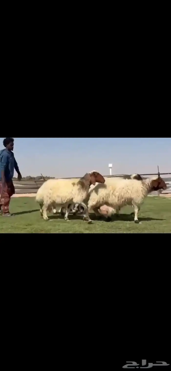 للبيع شياه نعيم متابيع طيبه 4