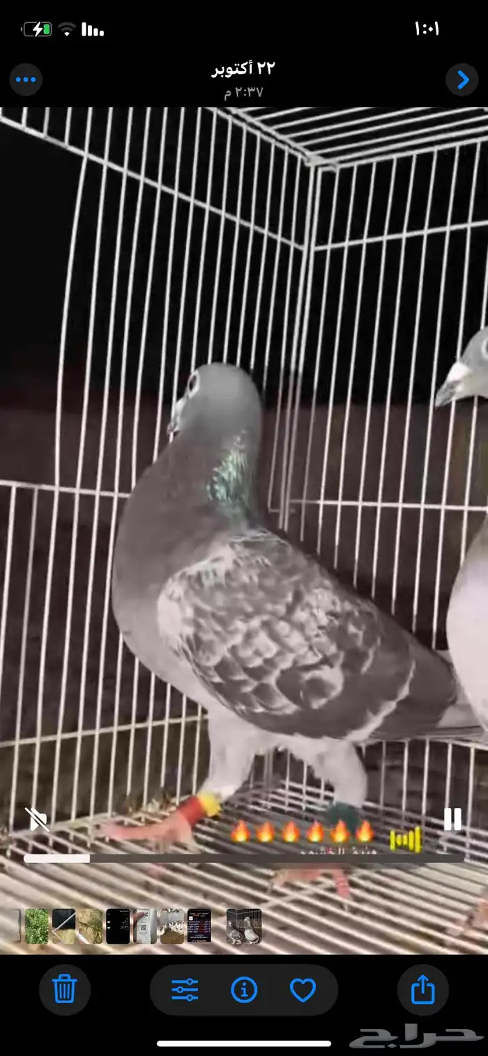 زوج زاجل اصيل الموقع مليجه 1