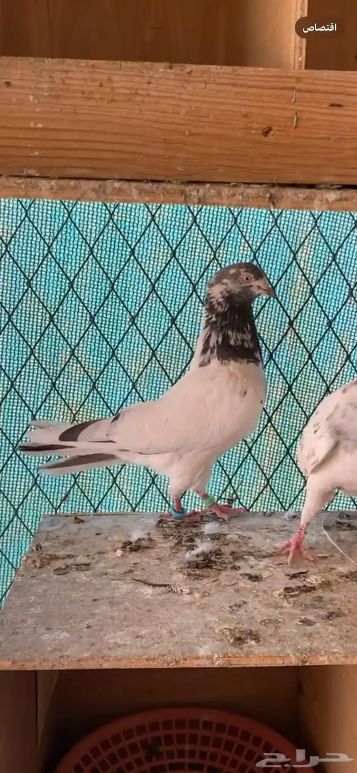 جوز حمام باكستاني 2