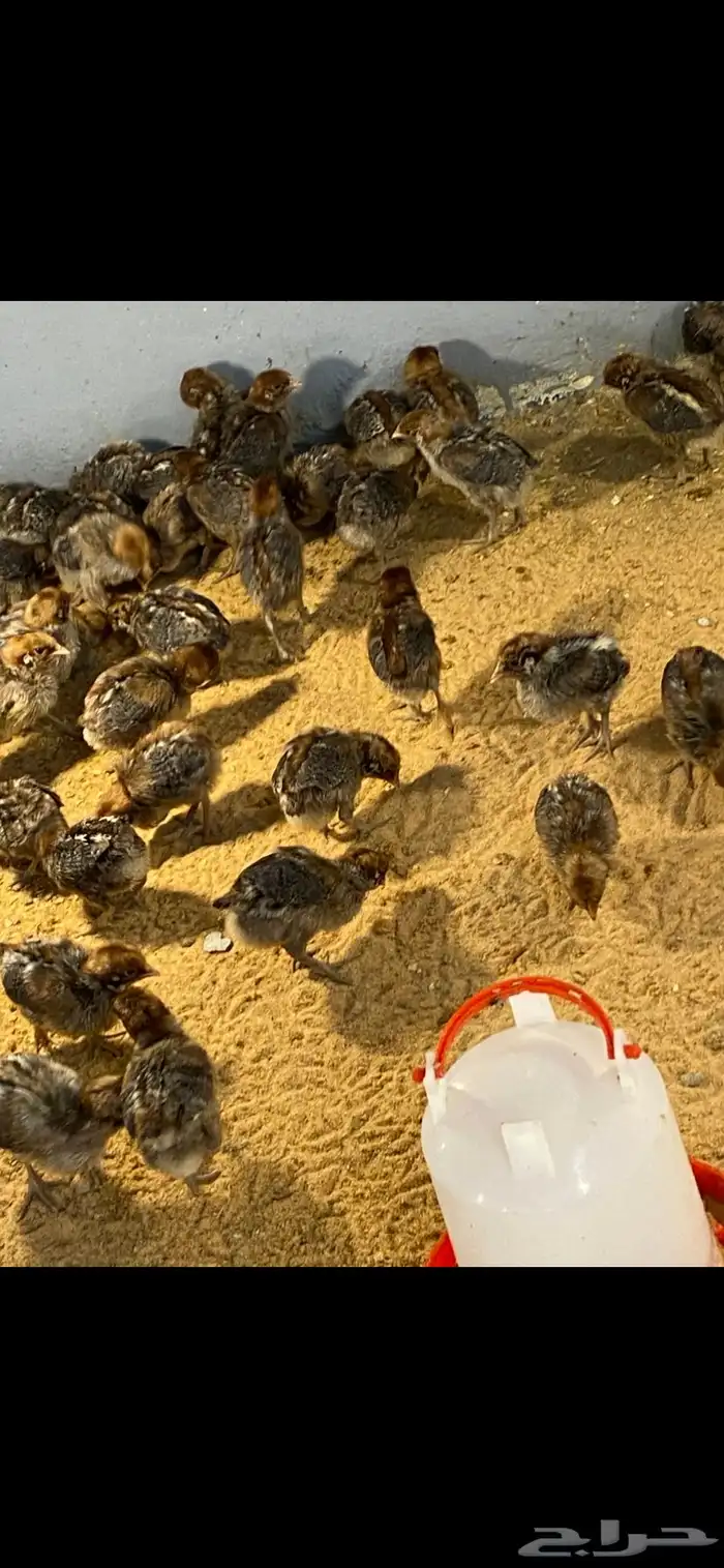 صوص دجاج فيومي 9