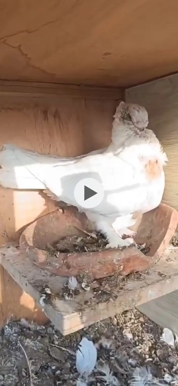 انثى طوربيد 0