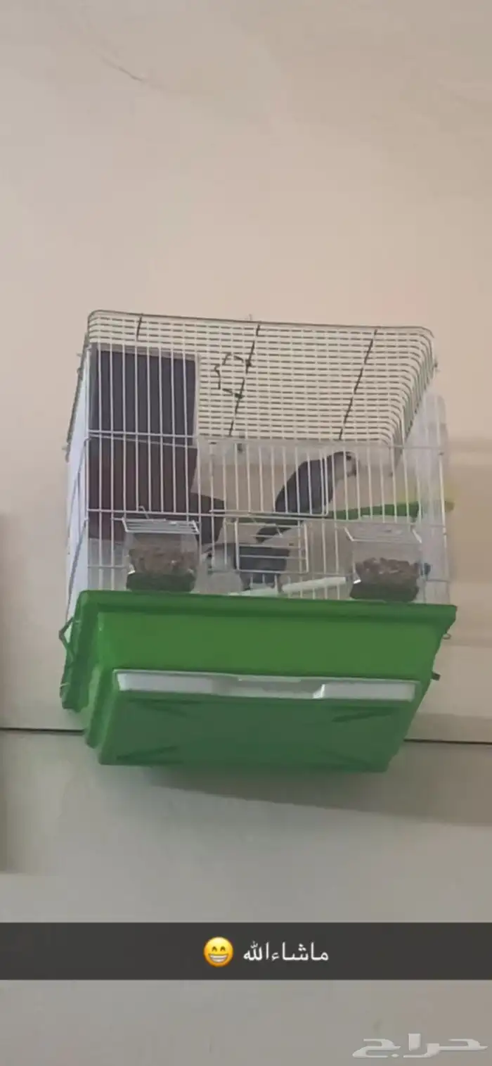 جوز روز أليف 2