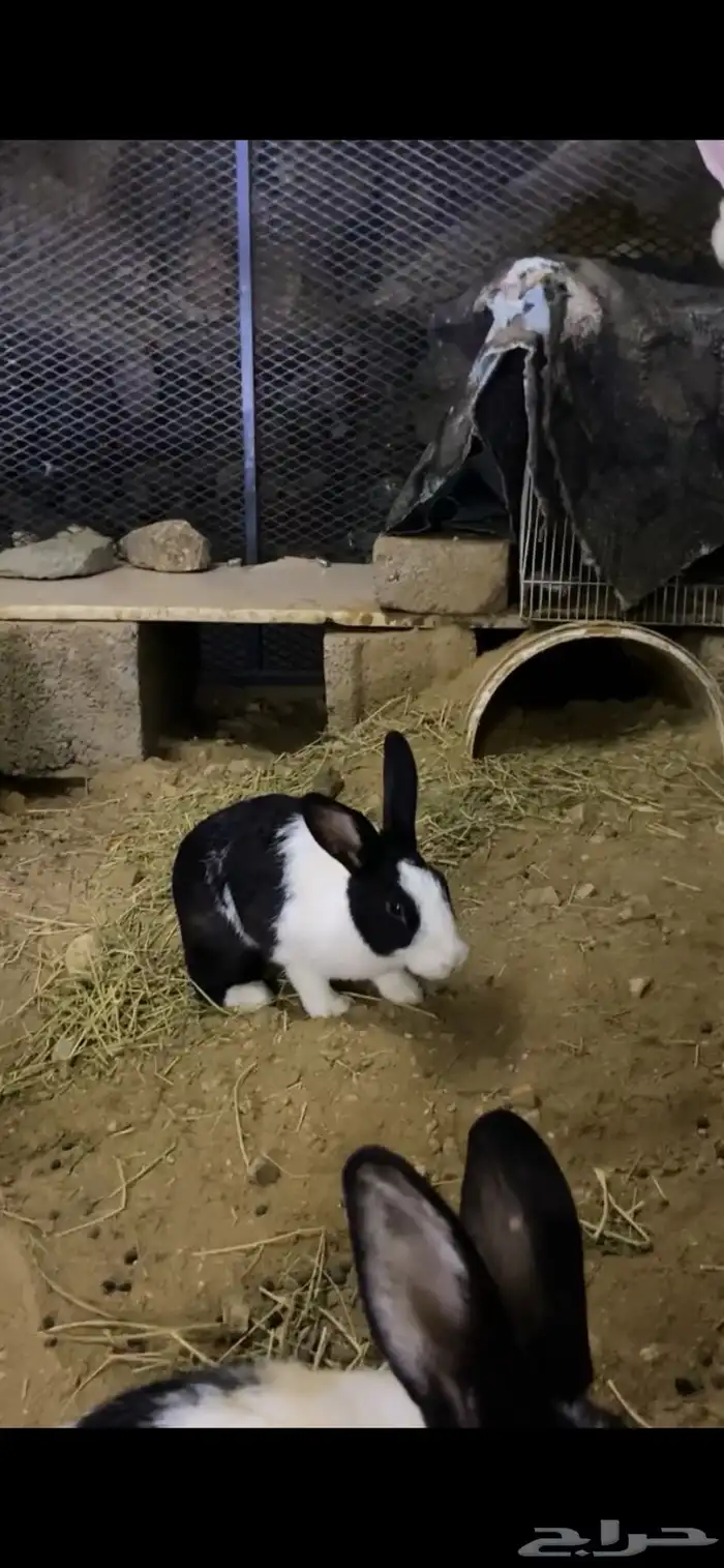 ارانب العدد 4 ذكر الأبيض والباقي اناثي 3