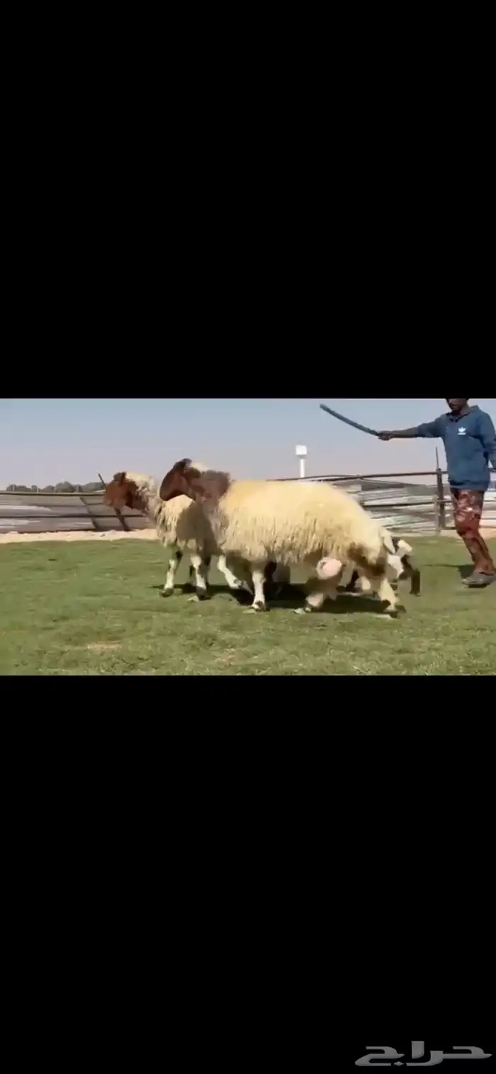 للبيع شياه نعيم متابيع طيبه 3