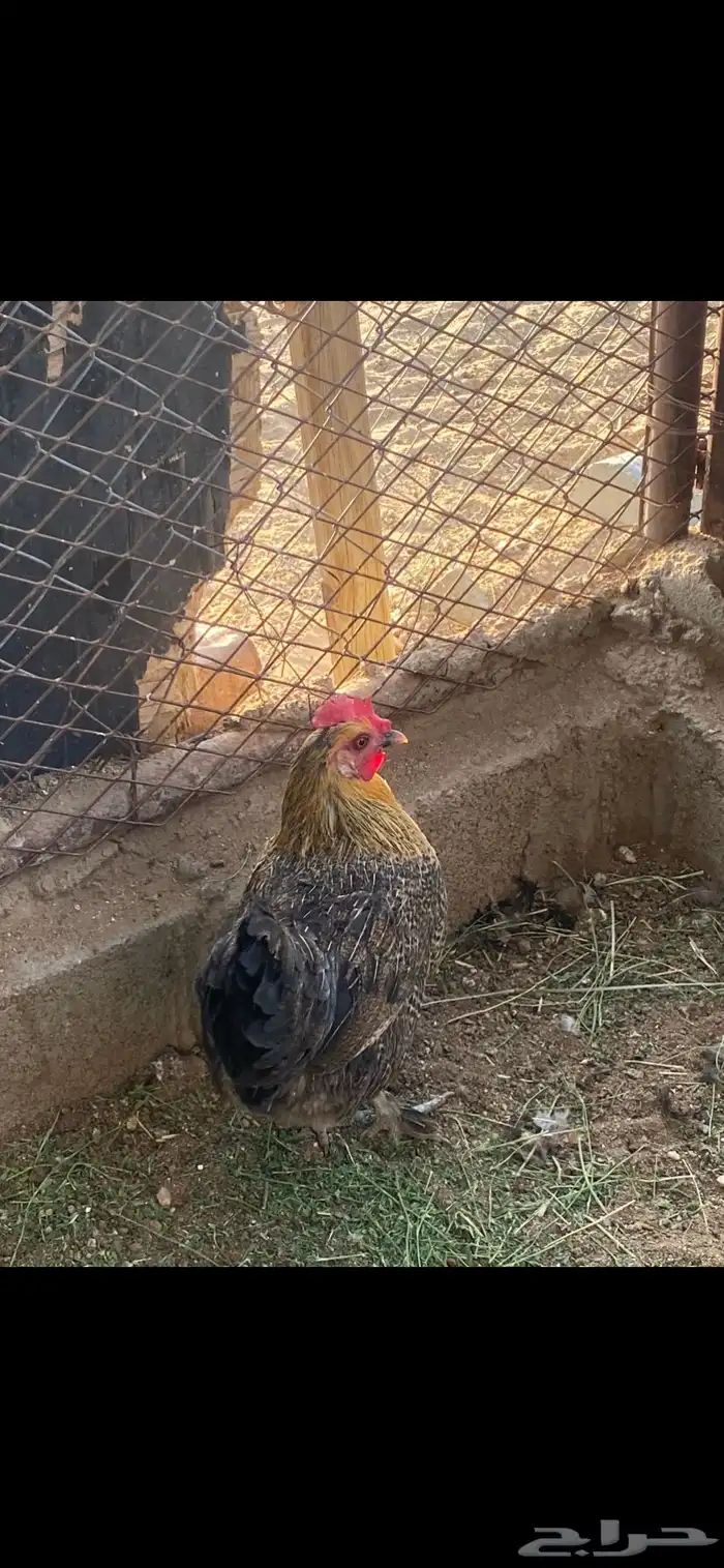 دجاج مهجن بلدي على برهما 4