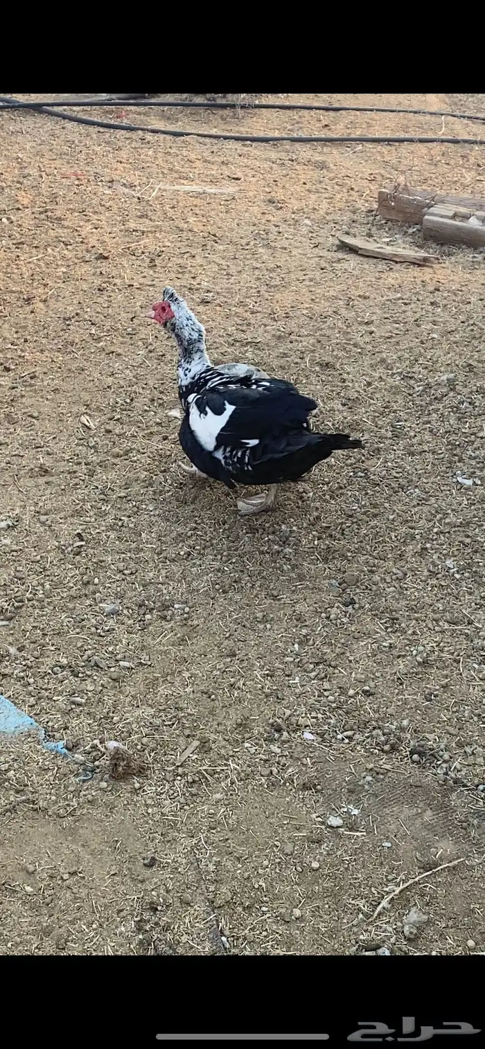 ذكر بط مصري 2