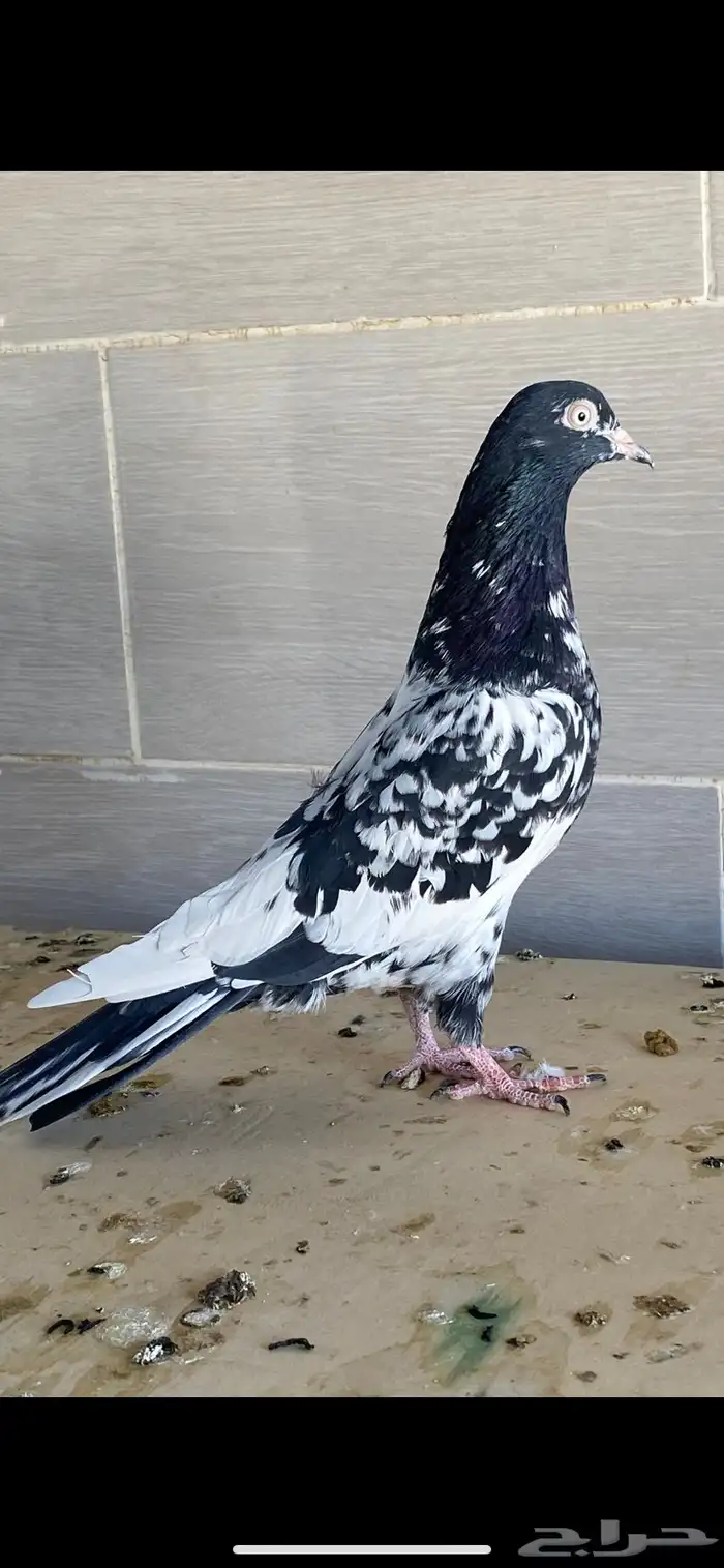 زوج رام بوري آخر ريشه 4