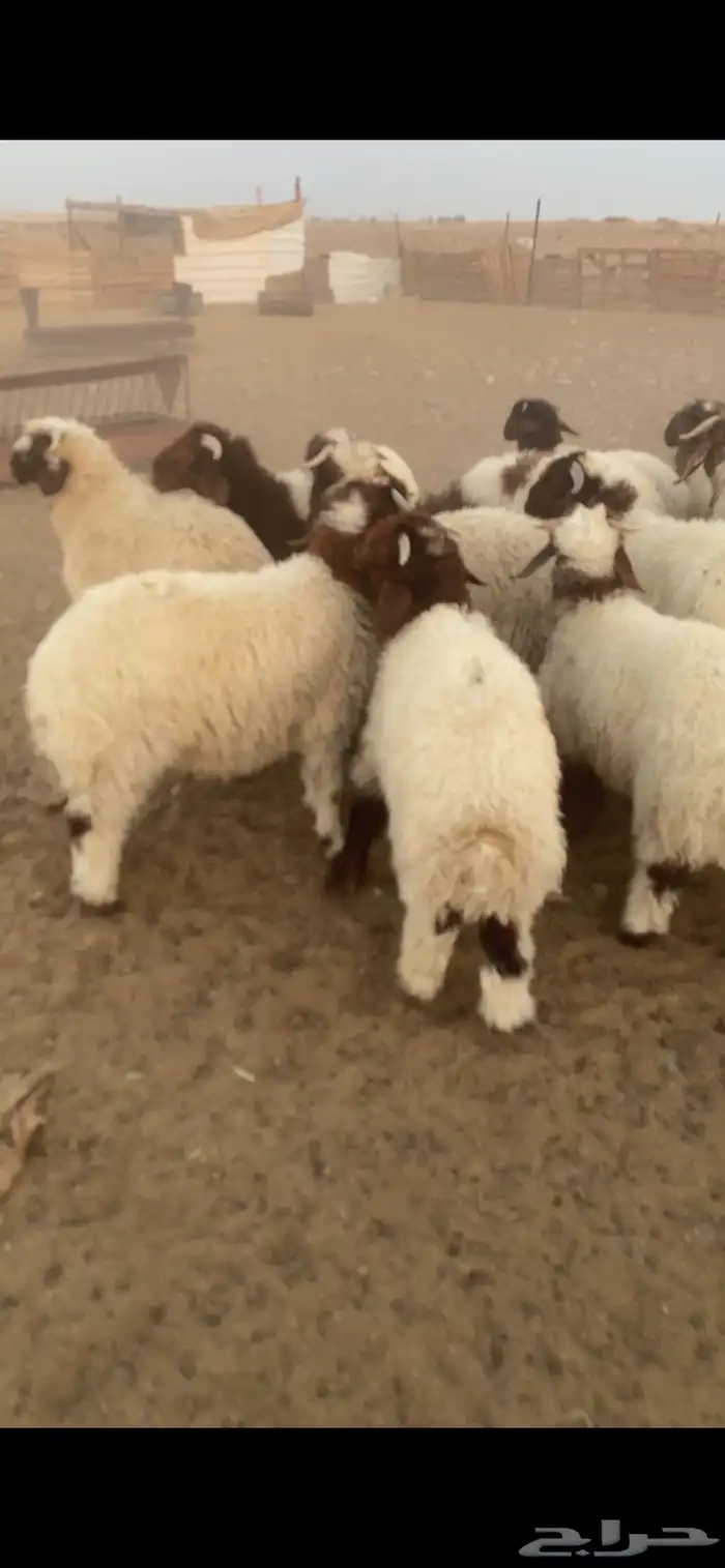 خرفان ورخال 8