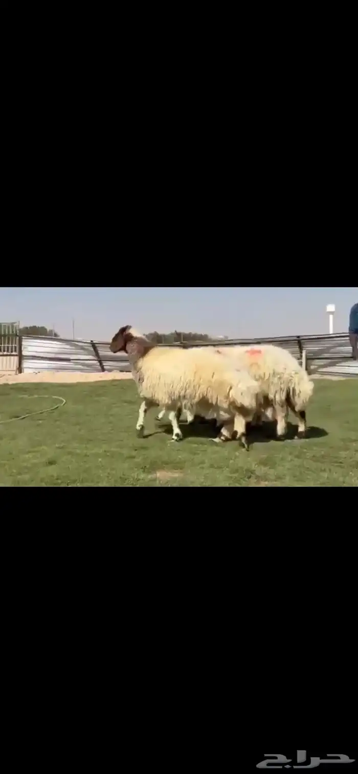 للبيع شياه نعيم متابيع طيبه 2