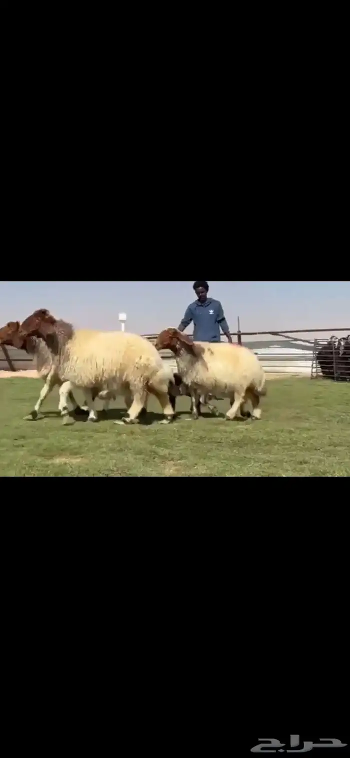 للبيع شياه نعيم متابيع طيبه 1