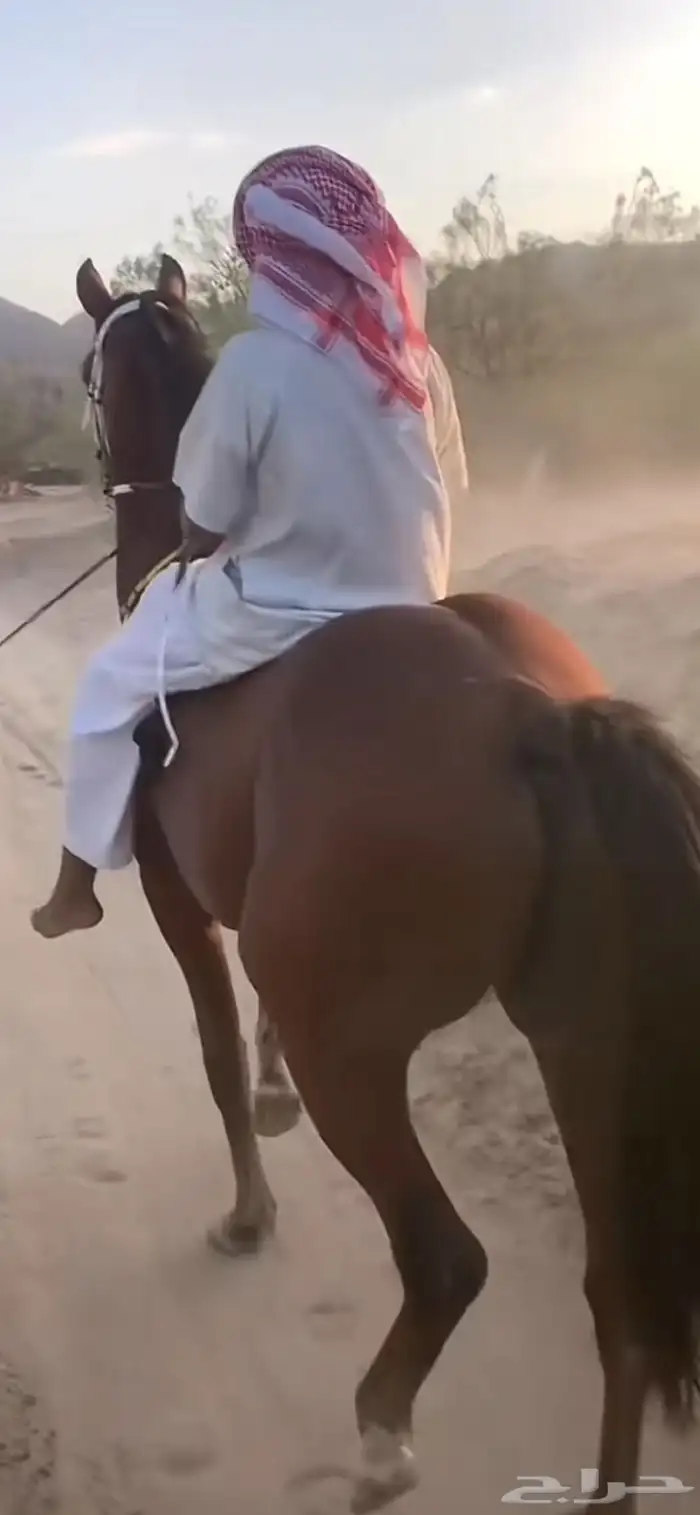 حصان بطل الابطال 1