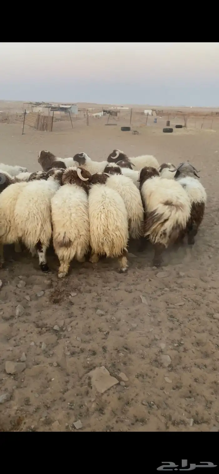 خرفان ورخال 4