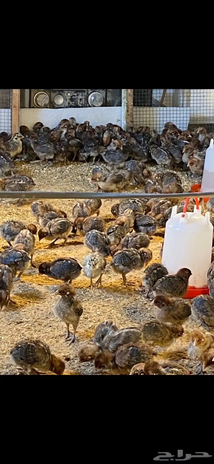 صوص دجاج فيومي 5