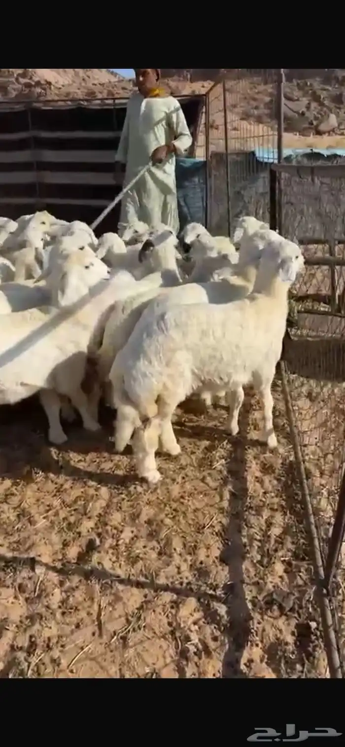 للبيع رخال حريات 0