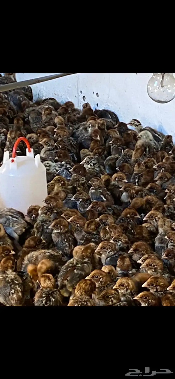 صوص دجاج فيومي 4