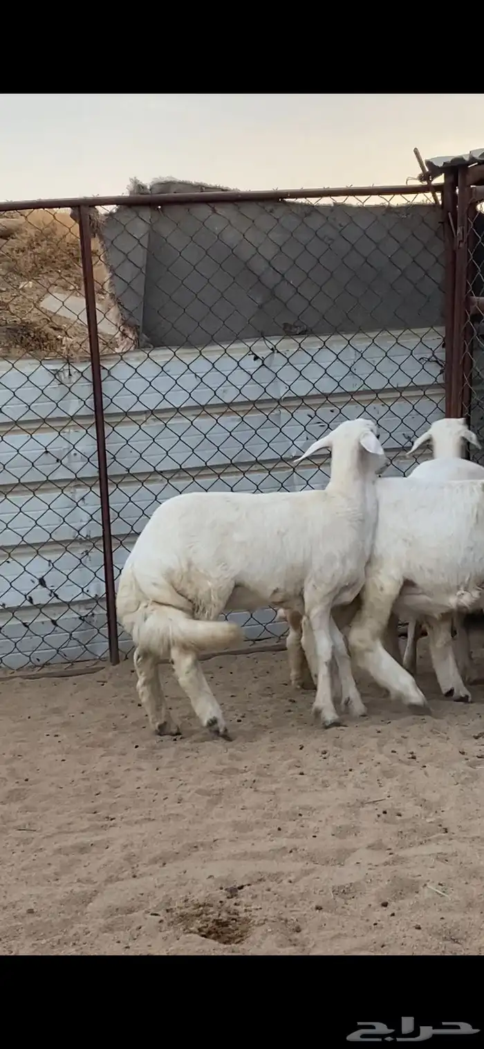 4 رخال كفو كفو 1