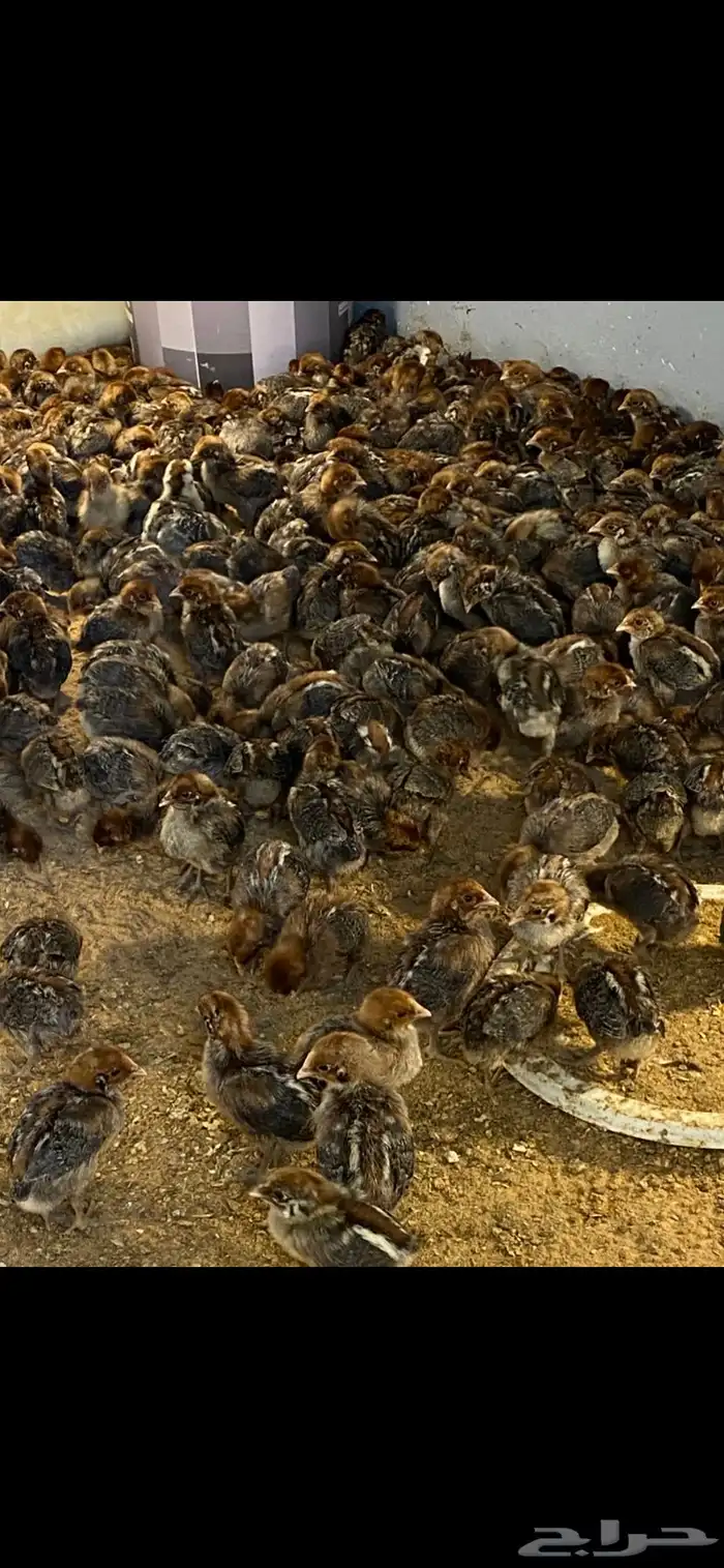 صوص دجاج فيومي 3