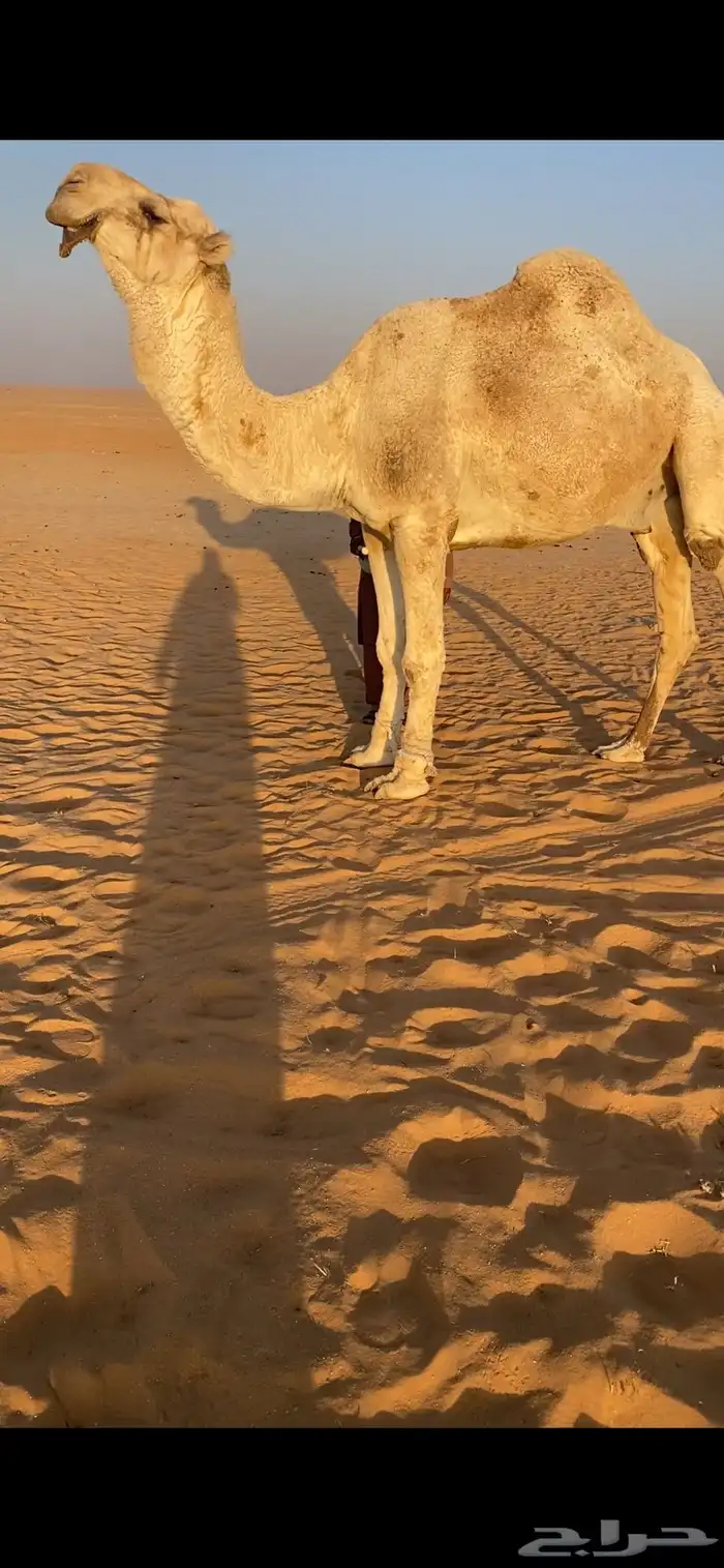 بعير للبيع طيب 0
